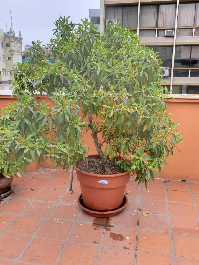 Residencial Waldorf Acomodação com café da manhã Lima Exterior foto